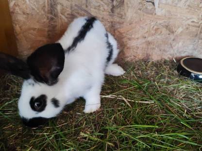 Bild 6:Riesenhasen, Fleischhasen, Riesenschecken, Baby Hasen