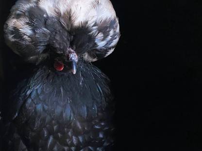 Bild 3:Haubenhuhn-Bruteier