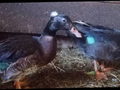 Enten