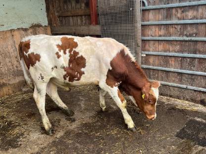 Stier