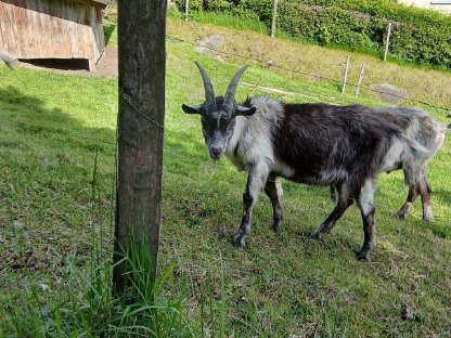 Ziegenböcke zu verkaufen