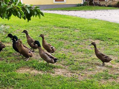 Enten