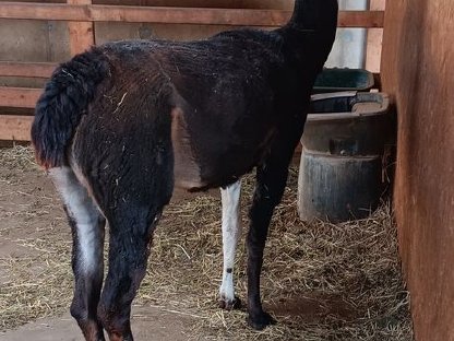 Bild 5:Lama zu verkaufen