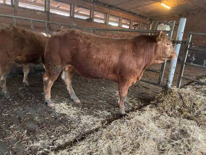 Reinrassige Limousin Zuchtstiere BIO