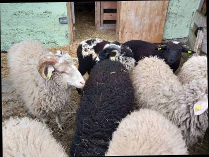 Bild 5:Waldschaf Widder