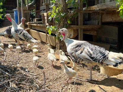 Bild 2:Cröllwitzer Puten Küken