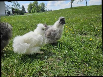 Bild 2:Seidenhühner