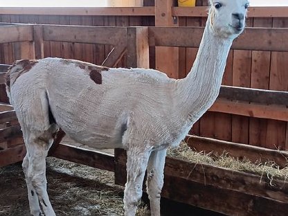 Bild 6:Lama zu verkaufen