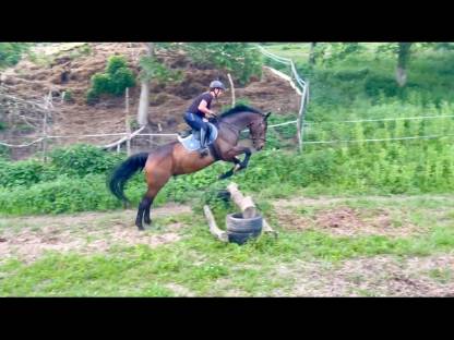 Bild 3:Hübscher Wallach mit Top Springabstammung