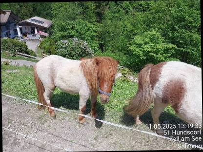 Ponyhengst zu verkaufen