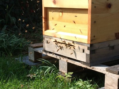 Bienenschwärme
