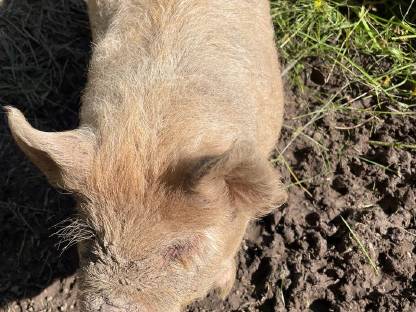 Kune Kune