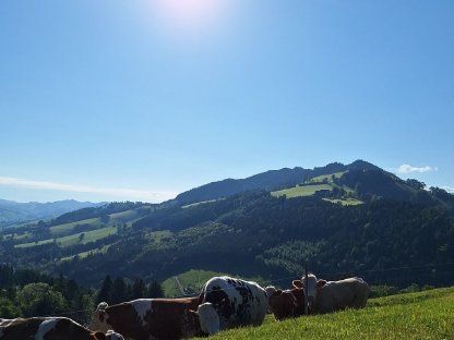 Einstellplätze für Rinder