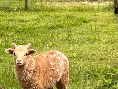 Kamerun-Zackelschaf Mischling