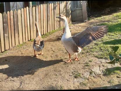 Bild 3:Afrikanische Höckergänse