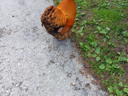 Bild 6:Zwerg-Cochin Gruppe