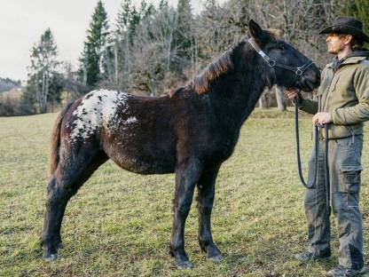Bild 2:Noriker, Stute, 1 Jahr, Lendentiger, sozial und ruhig