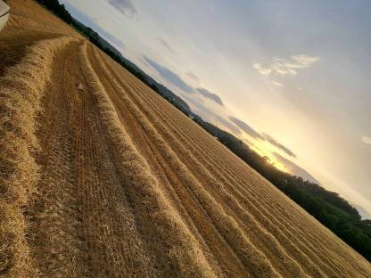 Suche Stroh ab Feld
