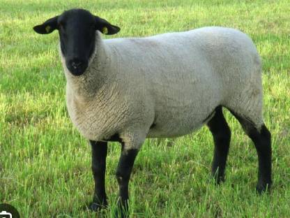 Suffolk