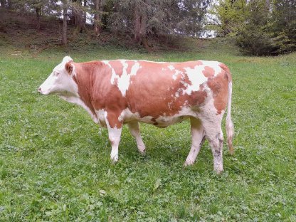 Bild 5:Hochwertiges Fleckvieh-Zuchtvieh zu verkaufen