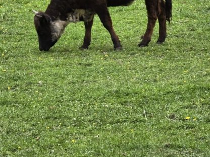 Bild 2:Hochlandrind-Kalb zu verkaufen