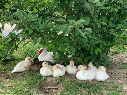 Pekingente