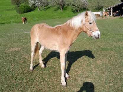 Pferde Haflinger-Stutfohlen