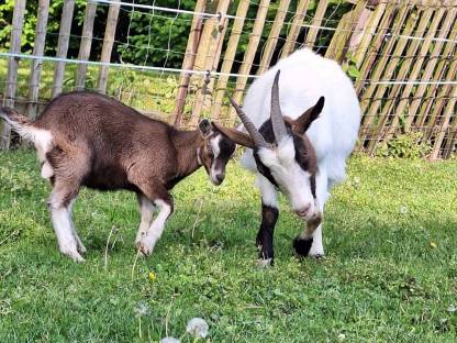 Bild 6:Bockkitz