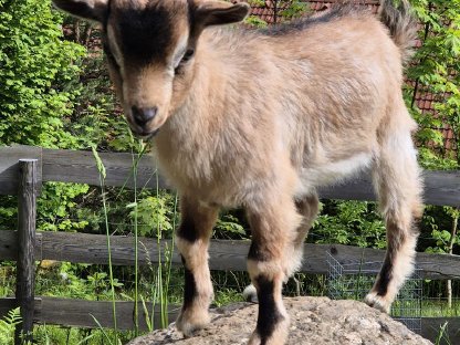 Bild 2:Zwergziegenbock Franzi