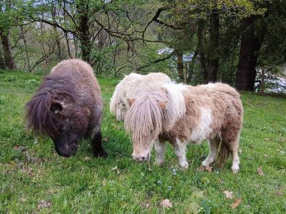 Sommerweide gesucht