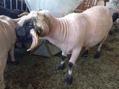 Bild 2:Walliser Schwarznasen-Widder