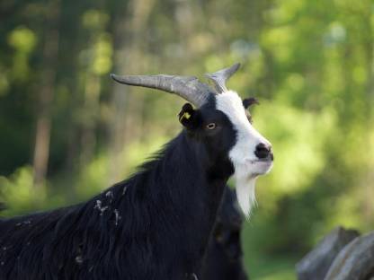 Zwergziegenbock