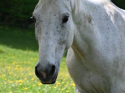 Warmblutstute