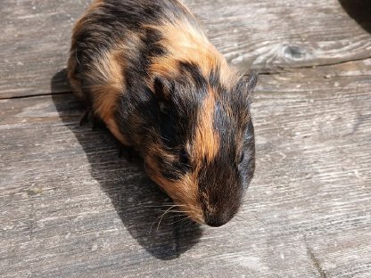 Meerschweinchen