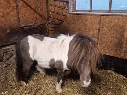 Bild 2:Ponyhengst