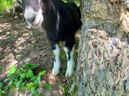 Ziegenbock
