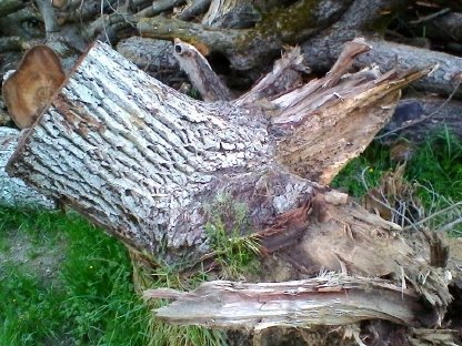 Bild 2:Alte Apfel- und Walnussbäume