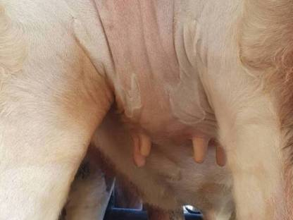 Bild 3:Kalbin Zuchtkalbin trächtig Fleckvieh