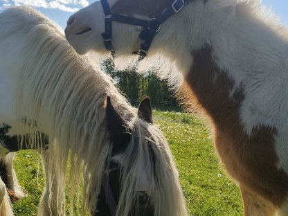 Tinker Stute und Fohlen