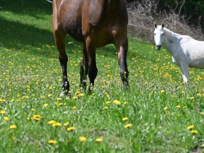 Bild 4:Deutsches Reitpony 13-jährig