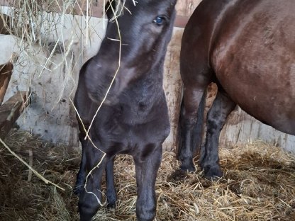 Bild 2:Noriker Stutfohlen