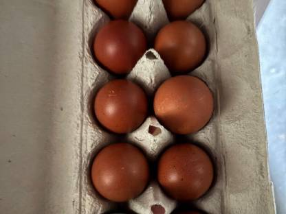 Bild 3:Bruteier Buntleger