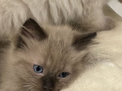 Ragdoll Kitten