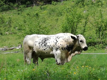 Jungstier mit wertvoller Abstammung