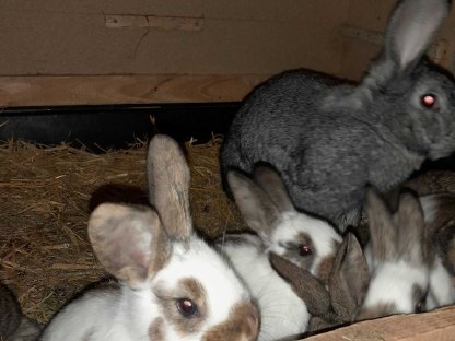 Bild 4:Häsinnen mit Jungen