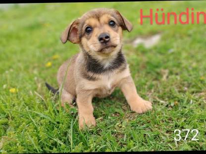 Welsh Corgi Pembroke × Zwergpinscher Welpen