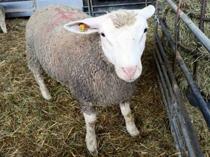 BIO Berichon du Cher Widder