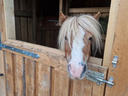 Mini Shetland-Deckhengste