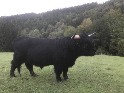 Bild 2:Sehr handzahmer Hochlandrind-Zuchtstier, BIO