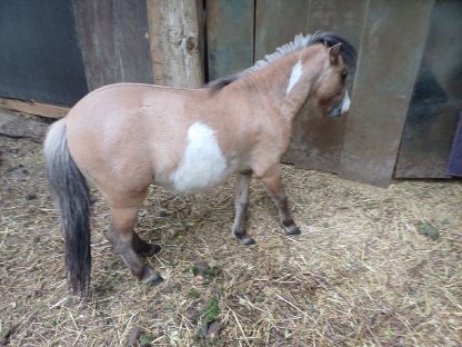 Bild 6:Amerikanisches Miniaturpferd Hengst Sonderfarbe